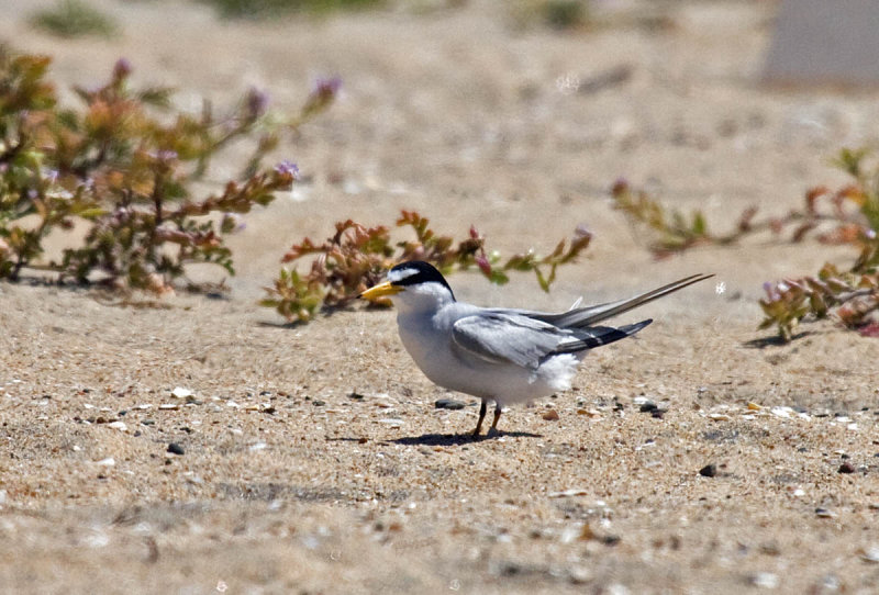 Least Tern