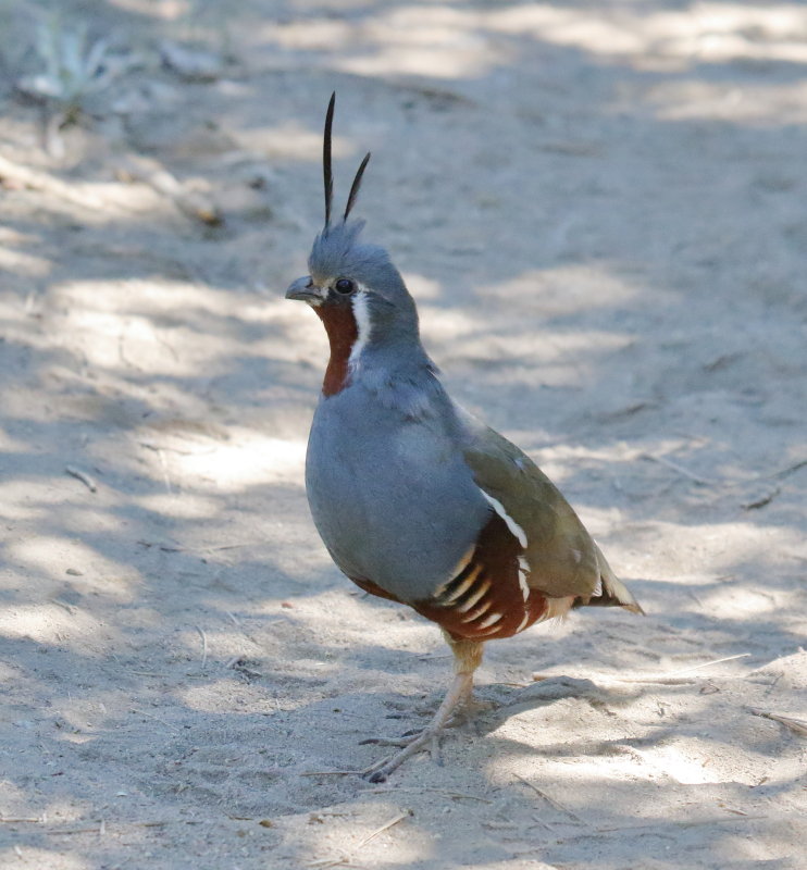 Mountain Quail