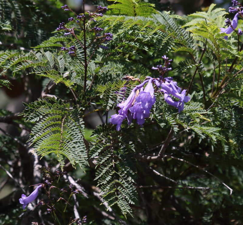 jacaranda