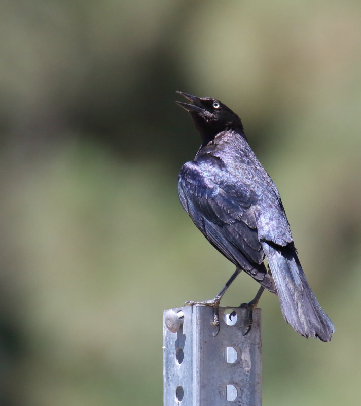 Brewers Blackbird