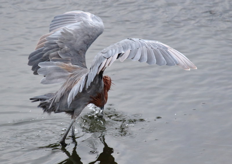 Reddish Egret