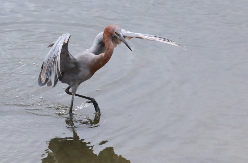 Reddish Egret