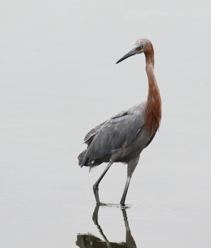 Reddish Egret