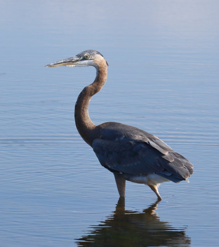 Great Blue Heron
