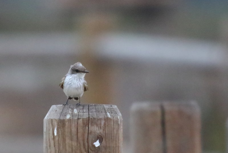 Vermilion Flycatcher