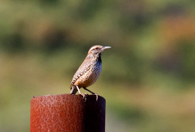 Cactus Wren