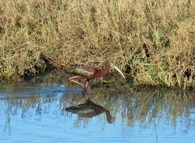 White-faced Ibis