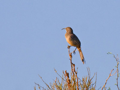 California Thrasher