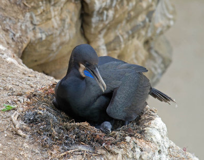 Brandt's Cormorant on nest