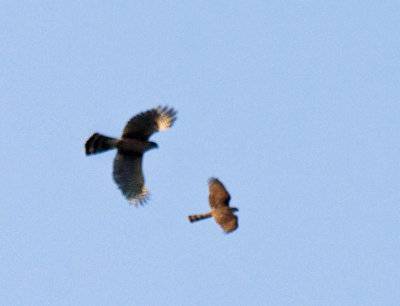 Cooper's Hawk chasing Sharp-shinned Hawk