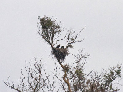 Bald Eagle on nest