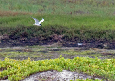 Gull-billed Tern