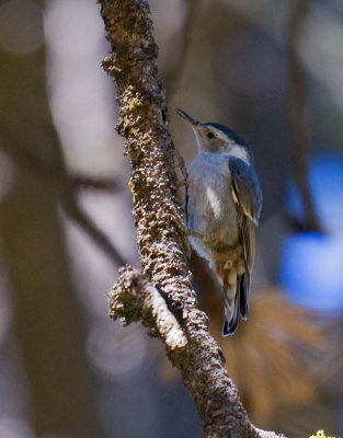 White-breasted Nuthatch