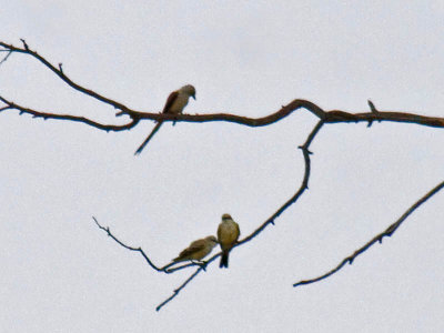 Scissor-tailed Flycatcher and hybrid young with Western Kingbird