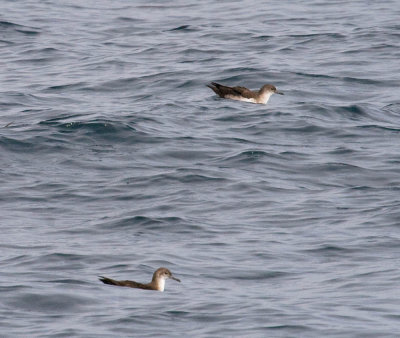 Black-vented Shearwater