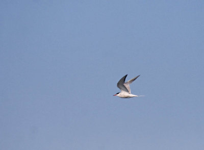 Common Tern