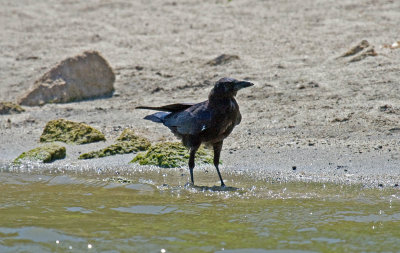 Common Raven