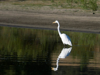 Great Egret