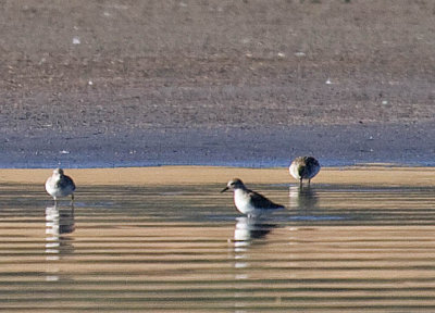 Semipalmated Sandpiper