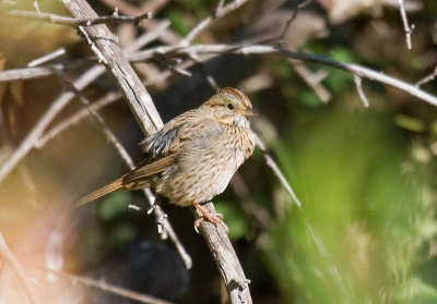 Lincoln's Sparrow