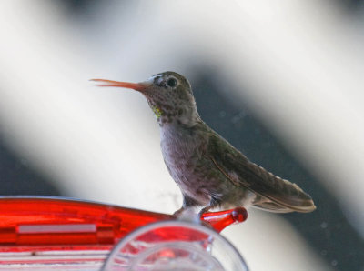 Annas Hummingbird