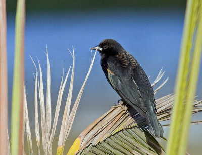 Red-winged Blackbird