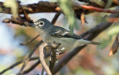 Plumbeous Vireo