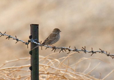 Brewer's Sparrow