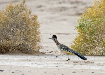 Greater Roadrunner