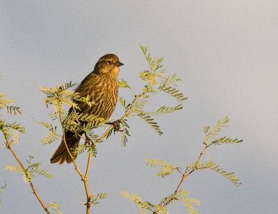 Red-winged Blackbird