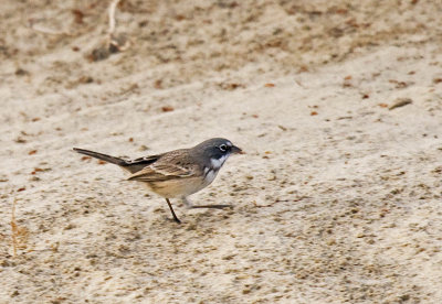 Sagebrush Sparrow