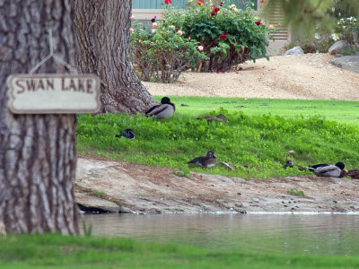 Wood Duck