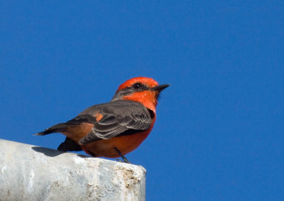 Vermilion Flycatcher