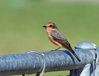 Vermilion Flycatcher