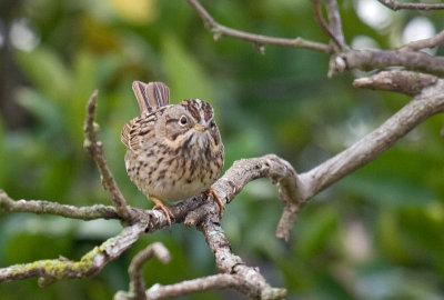 Lincoln's Sparrow