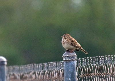 Vesper Sparrow