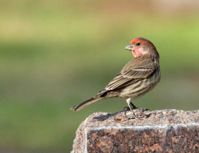 House Finch