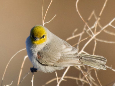 Verdin