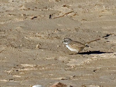 Bell's Sparrow