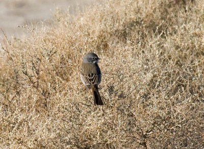 Sagebrush Sparrow