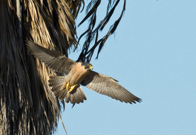 Peregrine Falcon