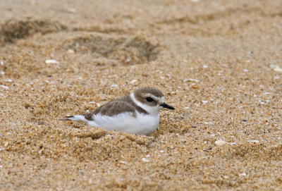 Snowy Plover