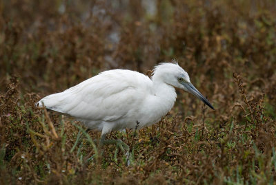 Little Blue Heron