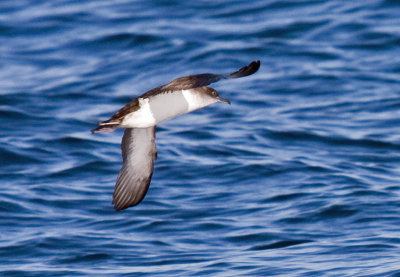 Black-vented Shearwater