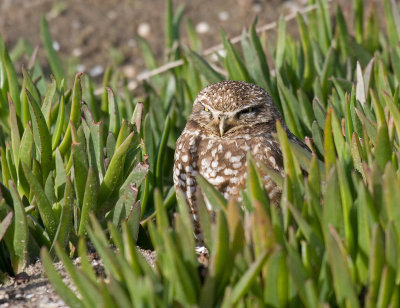 Burrowing Owl