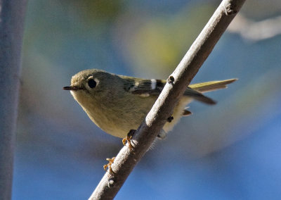 Ruby-crowned Kinglet