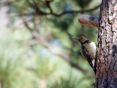 Williamson's Sapsucker