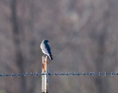 Mountain Bluebird