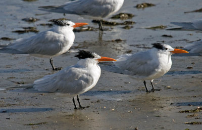 Royal Tern