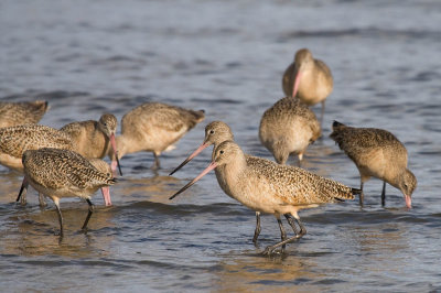 Marbled Godwit